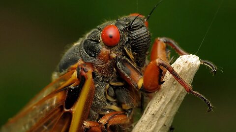 The Trillion Zombie Cicadas Invasion: An STD-Fungal Twist
