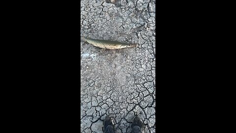 CHECK OUT THE TEETH ON THIS GAR❗️ #fy #fishing #texas