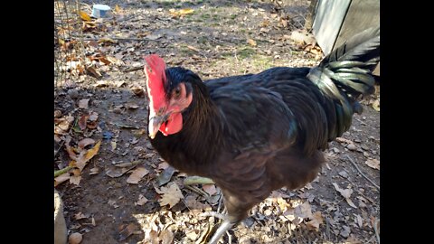 Curious Rooster Pecking At My Belt