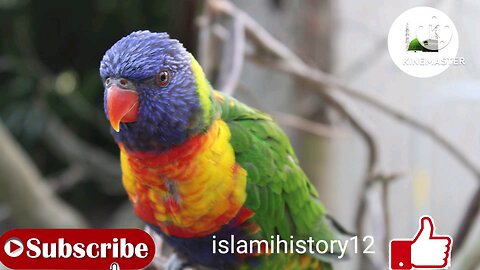 Red parrot Allah creat everything