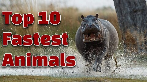 Top 10 Fastest Runner Animals in the World | Kids Knowledge & Learning