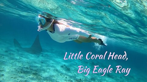 SDA30 Little Coral Head, Big Spotted Eagle Ray