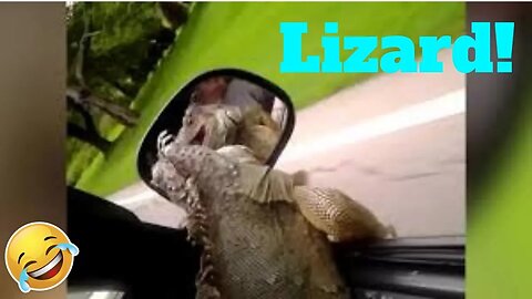 💥Funniest Lizard And Reptile Blooper And Reaction Weekly😂🙃💥 of 2019_ Funny Animal Videos💥👌