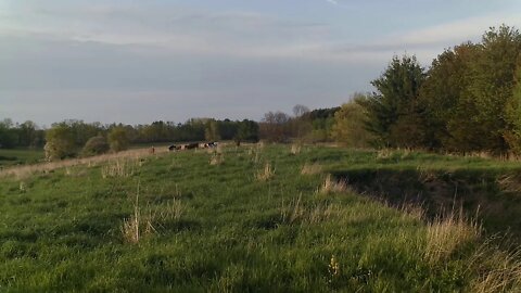 10 Yearlings in Top Pasture after Crew of 4 Temp Fenced about 3 acres in 2 hours. No Mowing needed.