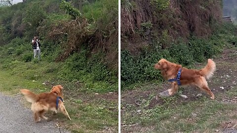 Dog's hilarious overreaction to moving branch