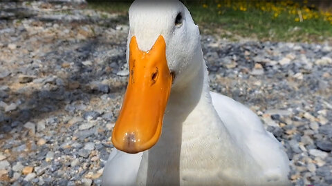 Quacker the Friendly Campground Duck