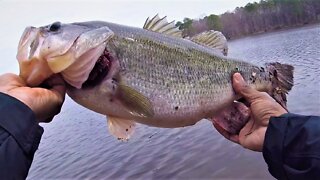 Gorgeous Giant Bass Caught - Fishing - From Bank