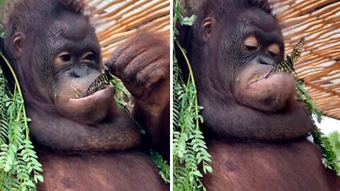 Monkey shares quality time with a butterfly... then eats it