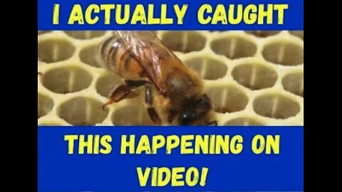 How Do Honeybees Clean Their Hive #viral #viralvideo #trending