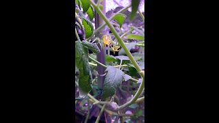 Tomatoes pollinating