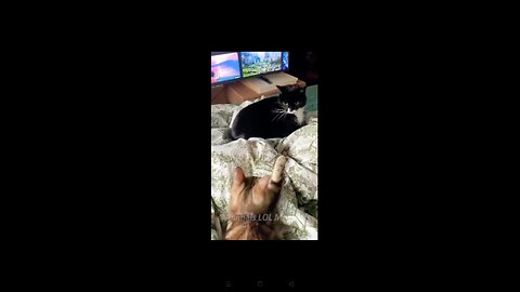 Funny video || cat funny fight cat || funny cat funny video