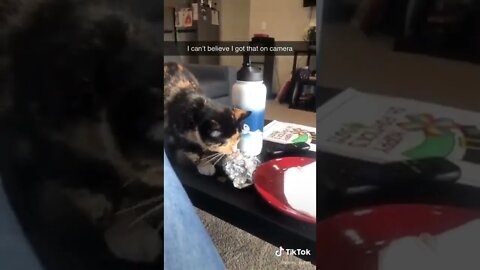 Cat Steals Food And Then Falls Off Table I TikTok