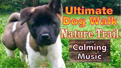 Dog Walk | Calming Music | Nature Trail | 432Hz