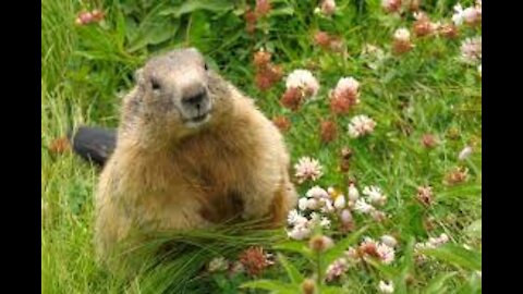 Funny Groundhog