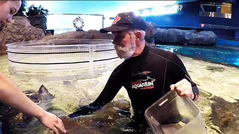 Stingray keeper at Ripley's Aquarium has the most amazing job