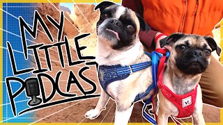 Cave Houses, New Puppy & the Azalea Cam | Episode 93 | My Little Podcast