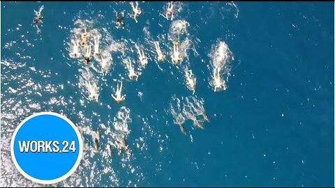 Dozens of swimmers accused of harassing dolphins in Hawaii | Works24