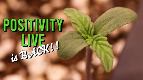 Positivity LIVE is BACK!!