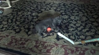 Monkie Cat Playing Hockey With Me - Maybe More Like Me Harassing The Poor Kitty