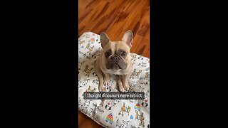 Dog Jokes | Mochi The French Bulldog