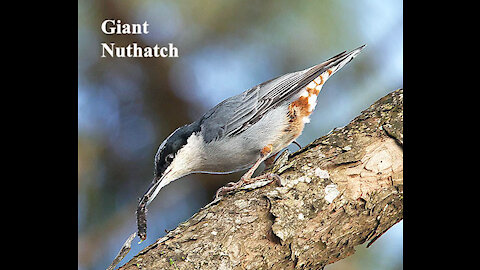 Giant Nuthatch bird video