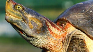 How The Red-Crowned Roofed Turtle Will Soon Be Gone!
