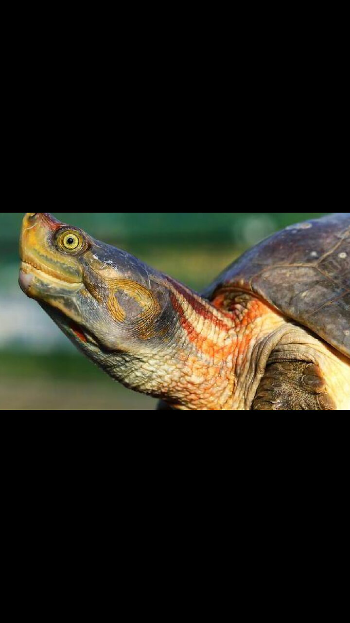 How The RedCrowned Roofed Turtle Will Soon Be Gone!