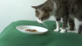Cat vs Food Plate