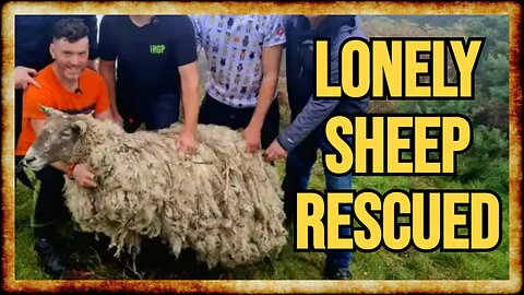 Timeline Cleanse: Sheep RESCUED After Years of Being Stranded