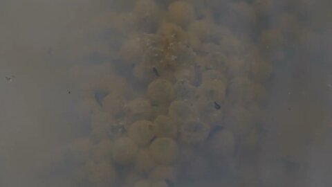 Frog eggs and tadpoles in muddy water in puddle