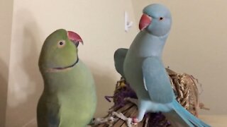 Meet Fabio and Gabriel, the incredible talking parakeet brothers