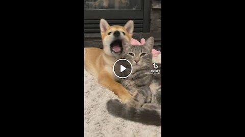 yt1s.com - CuteCatSingingAhAaaaaaaCuteAnimalVideos