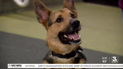 Adoption Option: Gopher the dog at the Nebraska Humane Society
