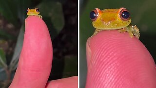 Check out the cutest little frog you have ever seen!