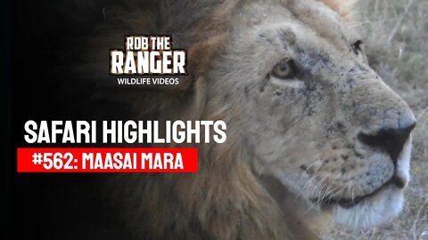 Safari Highlights #562: 09 & 10 October 2020 | Maasai Mara/Zebra Plains | Latest Wildlife Sightings