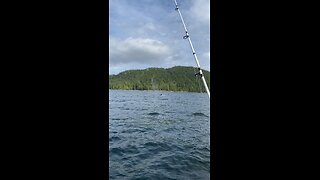 Humpback whales in Barkley Sound Canada