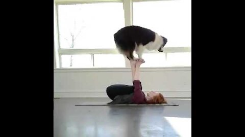 Dog doing yoga with owner - funny dog - yoga dog