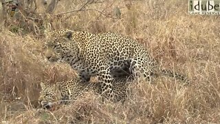 WILDlife: Up Close Leopards Pairing (HD)