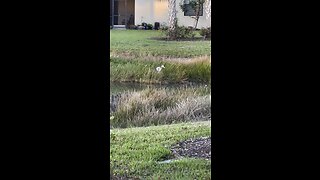 Great Blue Heron Sunrise #GreatBlueHeron #Sunrise #GBH #FYP #SWFL #4K #DolbyVisionHDR