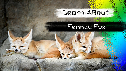 Fennec Fox One Of The Cutest And Exotic Animals In The World