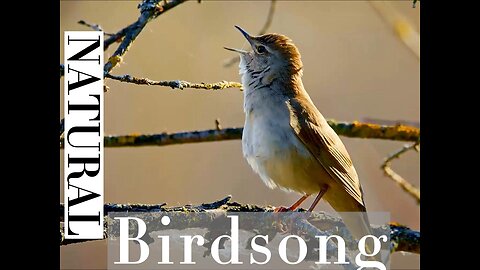 Get the Ultimate Relaxation Experience With The Most Beautiful Bird Sounds EVER!