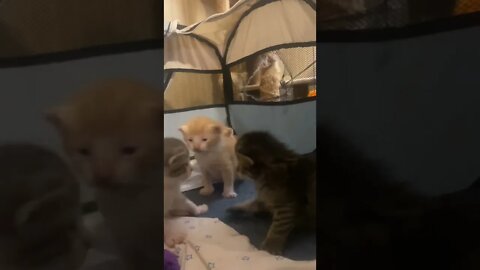 Baby Kittens Learn Paws