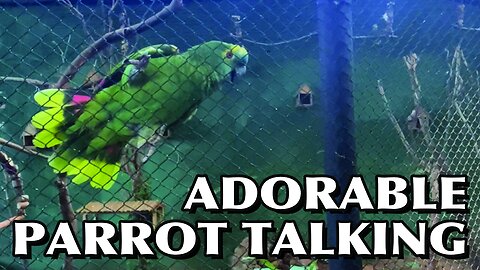 PARROT TALKING 🦜!!! #parrot #parrottalking #parrotsound #usa #brasil
