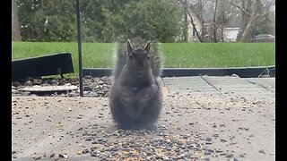 This Squirrel Loves Sunflower Seeds