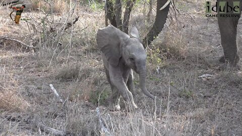 Elephant Herd With Tiny Calf