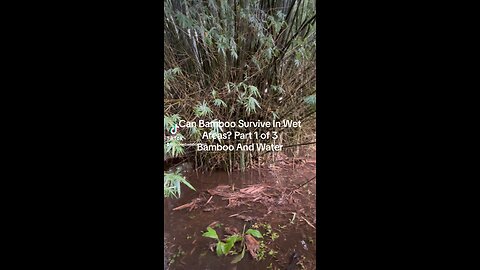 Can Bamboo Survive In Wet Areas?