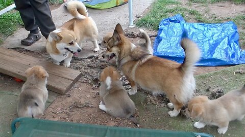 Willow's Litter 50-51 Days Old