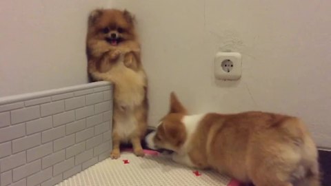 Corgi desperate to play with Pomeranian, backs her into corner
