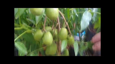 frutiferas produzindo em vaso jabuticaba olho de boi pinha figo laranja melancia sapoti 12/02/2021