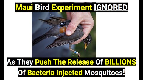 Maui bird experiment ignored as they push the release of billions of bacteria injected mosquitoes.